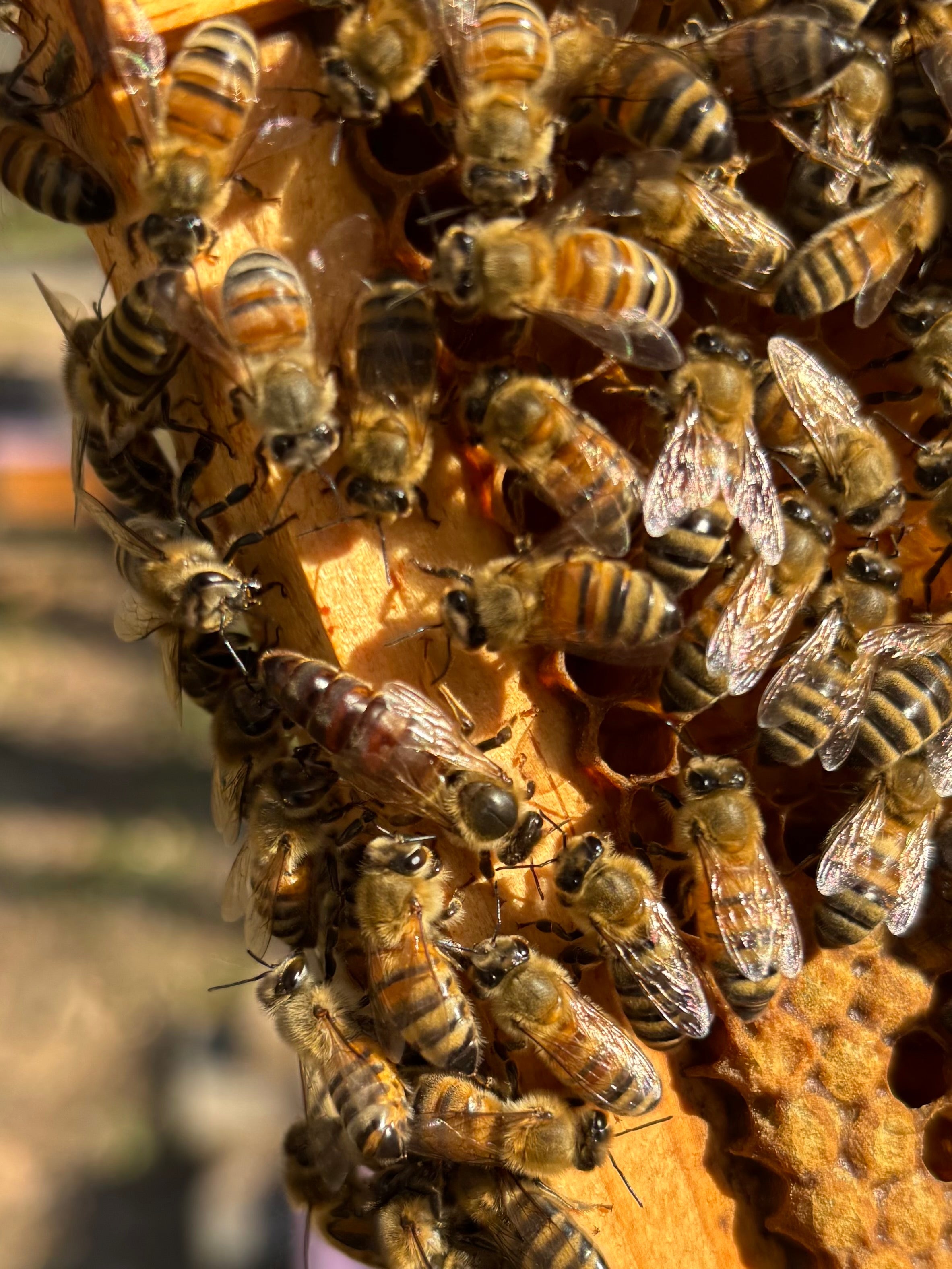 Bee Ranch April BEES! – New-Bee Ranch