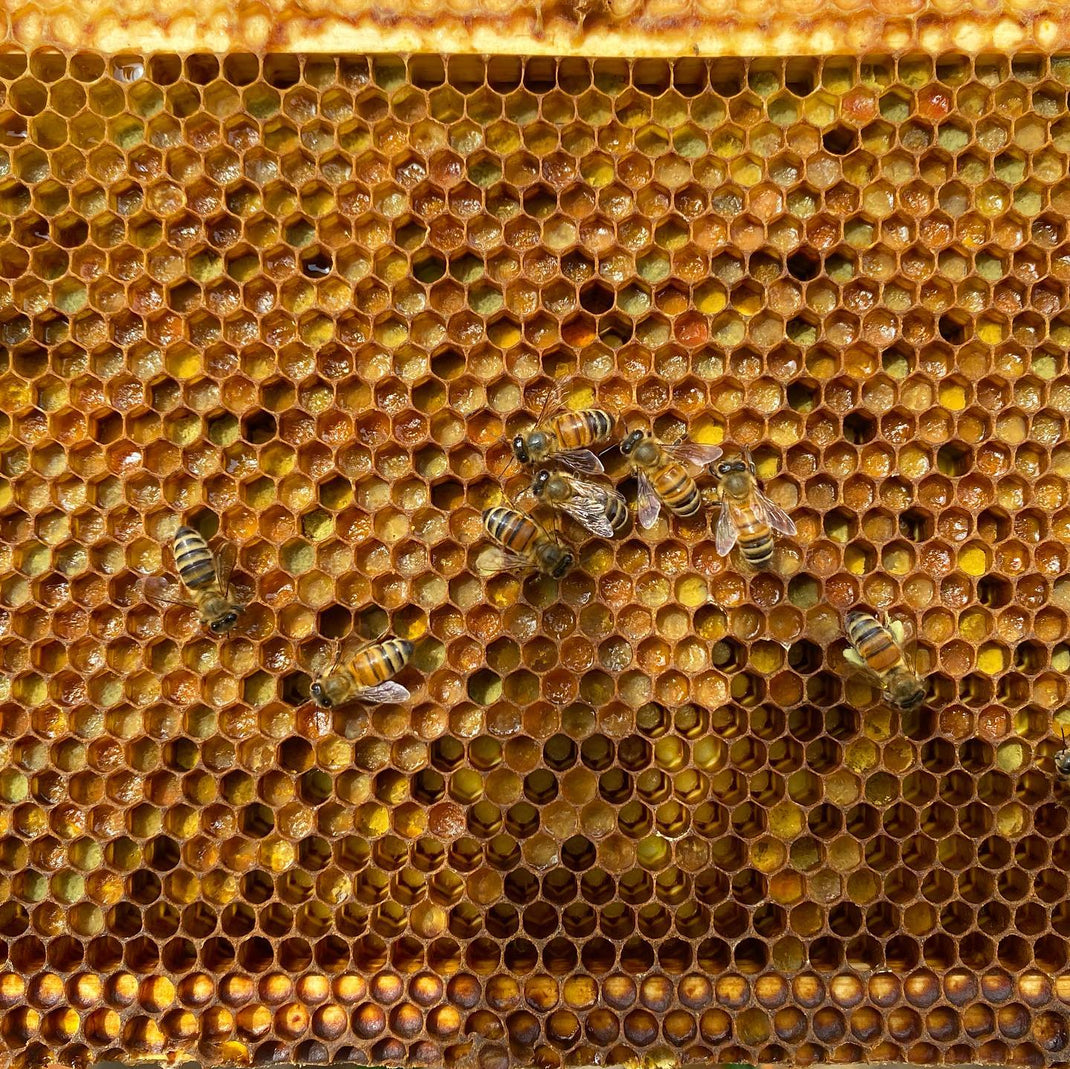 Newbee Ranch – New-Bee Ranch
